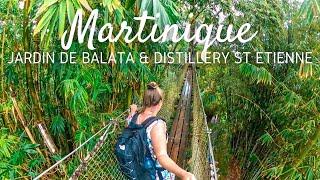 Martinique  Treetop walk at Jardin de Balata & visiting a distillery at Saint Etienne