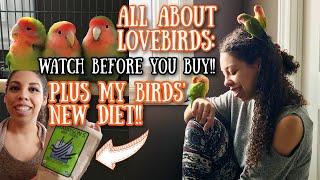 All About Love Birds what you need to know before you buy one