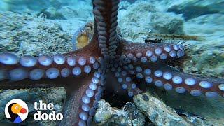 A Baby Octopus is About To Steal This Guys Camera  The Dodo