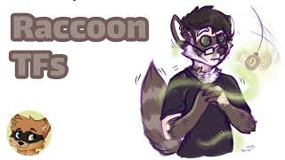 Raccoon Transformation  Raccoon TF