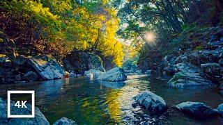 4K Gentle Mountain River at Golden Hour  Relaxing Birdsong  Nature Ambience for Sleep & Meditation