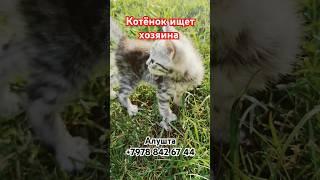 Нашли на улице котенка. Ищем хозяина