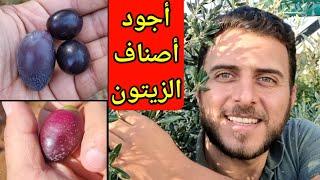 أجود أصناف الزيتون في العالم  ونسبة الزيت في كل صنف منها🫒🫒