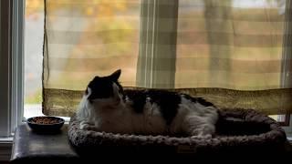 A Lazy Sunday for Cats Time Lapse