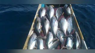 IKAN TUNA PALING SUKA UMPAN INI.umpan paling laris