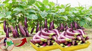 Amazing Growing Eggplant trees From Eggplant fruit Using Unique Skill For grow at home