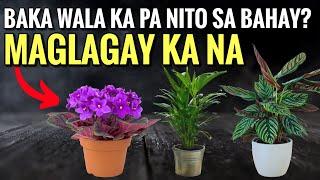 10 Air Purifying Plants na HINDI TOXIC