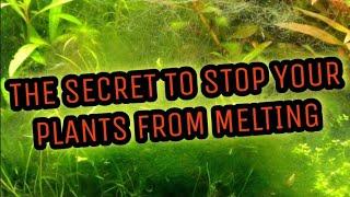 Why Aquarium Plants Melt Die & How to Easily Prevent or Stop it Prevent Submerged Plants Melting.