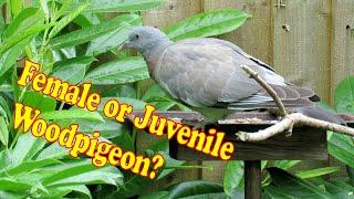 Female or Juvenile Wood Pigeon?