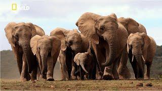 Life of Elephants National Geographic Documentary HD 2023