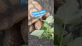 Talbos ng kamote ang paborito ni pong pagong #shortvideo  #tortoise #shorts