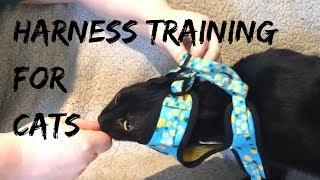 Harness Training Your Cat featuring Trash Bag