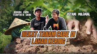 Cara menanam cabe rawit di lahan kering dari awal tanam hingga panen