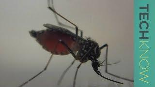 Can genetically-modified mosquitoes help eradicate malaria?  TechKnow