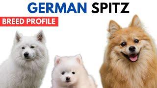 German Spitz Dog Breed Profile History - Price - Traits - Deutscher Spitz Dog Grooming Needs - Life