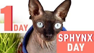 A Day in the Life of My Sphynx Cat  Sphynx cat 101