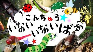 大人気昆虫いっぱい！【こんちゅう いないいないばあ】知育昆虫大集合！カブトムシ クワガタ あおむし アゲハチョウ ぐるぐる オノマトペもあり みんなあつまれ！昆虫採集赤ちゃん 子供向け