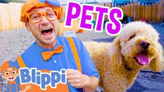 Blippi Makes Friends at the Animal Shelter  Playing with Cute Pets  Educational Videos For Kids