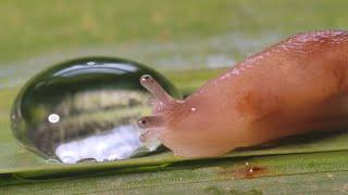 Slug vs water droplet #3 - UHD 4K