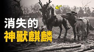 《山海經》中的麒麟神獸找到了！科學家發現清朝「交趾國」馭駛麒麟照片，數千人現場目擊！上古神獸真實存在？ 腦補大轟炸