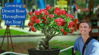 Growing DESERT ROSE Adenium Throughout the Year - Complete Tutorial with Summer & Winter Tips