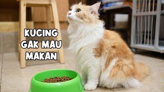 Kucing Gak Mau Makan. Harus Diapain?