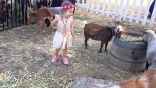 Madison pets goats & sheep May 2015