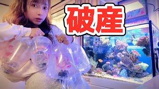 【海水魚水槽】アクア女子がこの一年で買ったサンゴ🪸｜reef tank｜saltwater aquarium｜aquascape