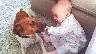 Cute Dogs and Babies are Best Friends  Jack Russell Dogs and Babies Video