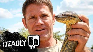 Steve wrestles with a green anaconda  Deadly 60  BBC Earth Kids