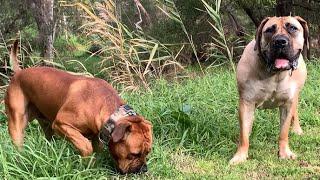 Boerboel’s Monday morning Walk #boerboel #doglover #trending