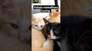 pahala memelihara kucing #youtubeshorts #kucinglucu #kucingimut