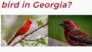 BIRD IN GEORGIA? RED BIRDS HANGOUT AMAZING WATCH TILL THE END️ ENJOY #naturespeaceful #Lhizlhiz18