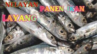 panen ikan layang banyak banget#SHORTS