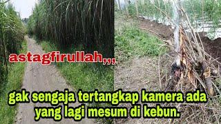 pasangan mesum di kebun terciduk kamera