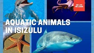 IsiZulu  Aquatic Animals in Zulu  By Motale Matakalatse