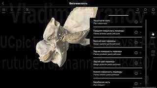 Височная кость. Мышечно-трубный канал Наш Пирогов