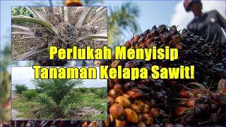 Perlukah Menyisip Tanaman Kelapa Sawit Ini Penjelasannya