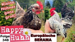 Mini-Hühner Europäische Serama im Rasseportrait Zucht Haltung Küken Farbschläge HAPPY HUHN E348