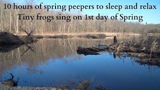 Spring peepers singing 10 hours of tiny frogs sounds singing spring peepers sound to sleep & relax