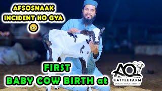 FIRST BABY COW BIRTH at AQ Cattle Farm  Internal Deworming  Rain & Incident Updates