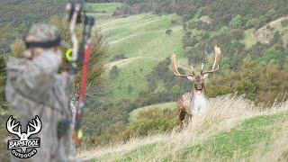 New Zealand Hunting for Fallow Deer