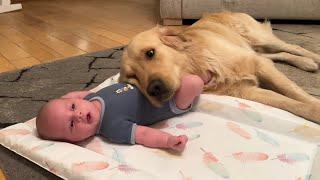 Golden Retriever Adopts Adorable Baby As His Own Cutest Ever