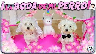 La BODA de mi PERRITA Dasha con su NOVIO Vida de CASADA HORRIBLEAnima Dogs