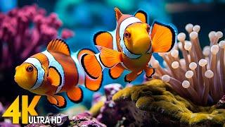 Aquarium 4K VIDEO ULTRA HD - Beautiful Coral Reef Fish - Relaxing Sleep Meditation Music #2