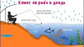 Как дождь влияет на клёв рыбы . Особенности рыбалки в дождь.