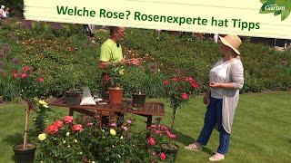 Welche Rose ist die richtige für meinen Garten?  MDR Garten