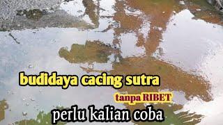 budidaya cacing sutra  tanpa ribet. hasil manteb.