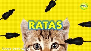 Video para #Gatos #Ratones