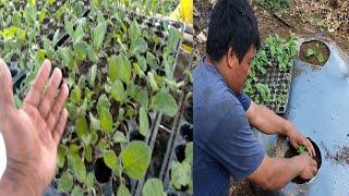 How to transplant eggplant variety morena complete guide step by steps